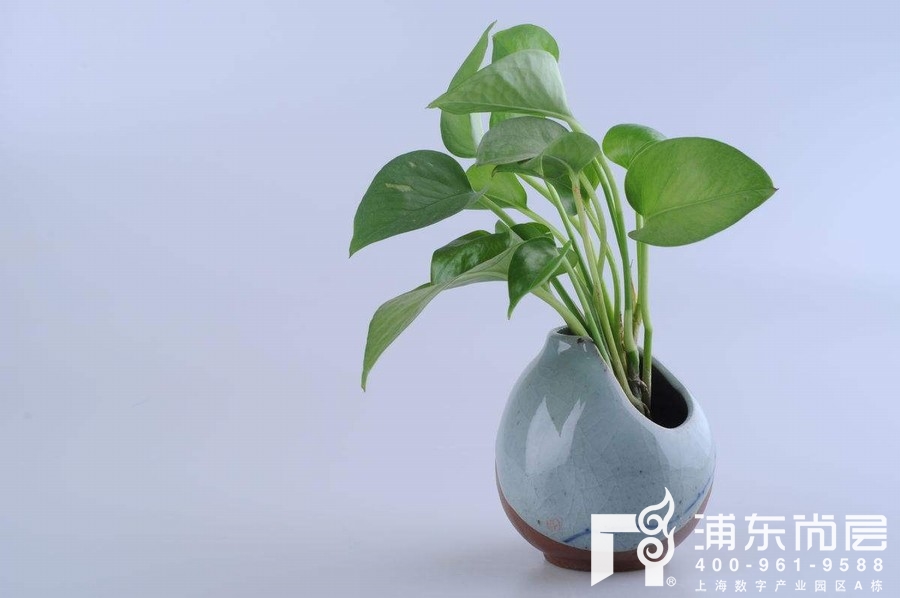 厨房植物摆放——绿萝